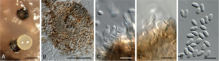 Fig. 50.