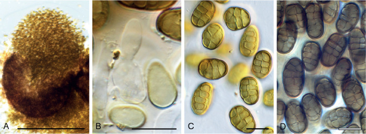 Fig. 33.