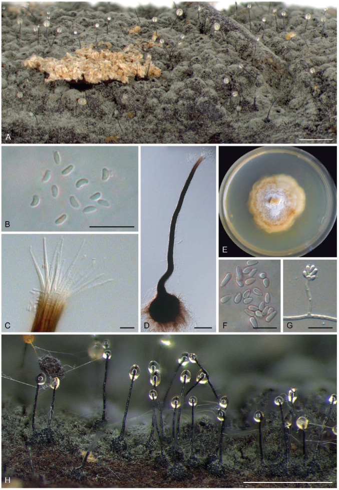 Fig. 68.