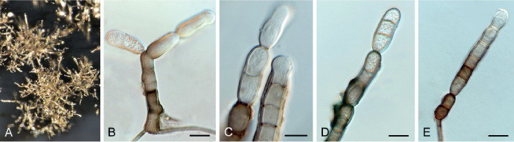 Fig. 71.