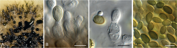 Fig. 24.