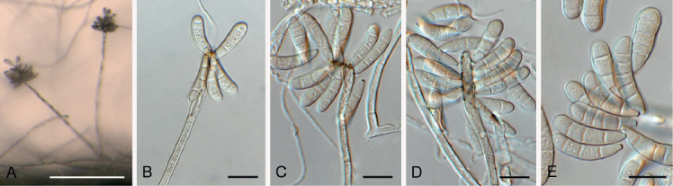 Fig. 61.