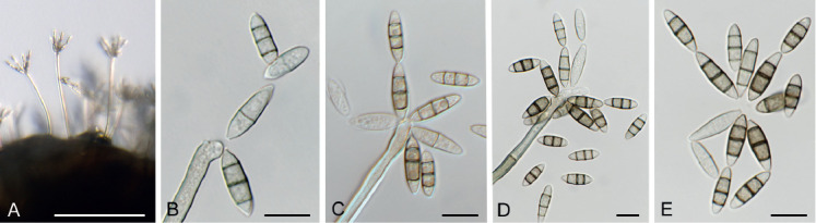 Fig. 42.