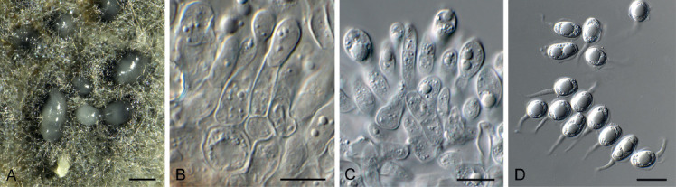 Fig. 55.