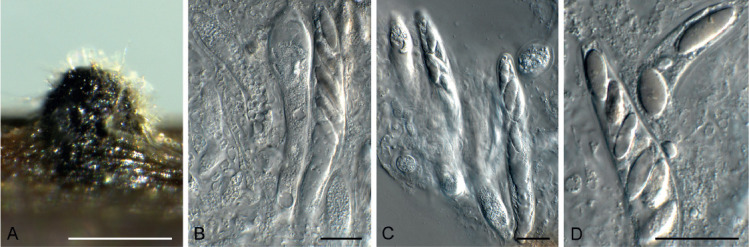 Fig. 19.