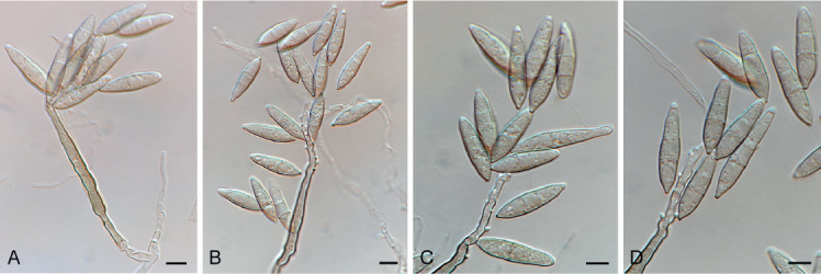 Fig. 63.