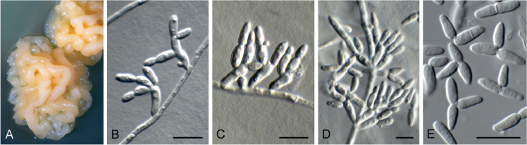 Fig. 73.