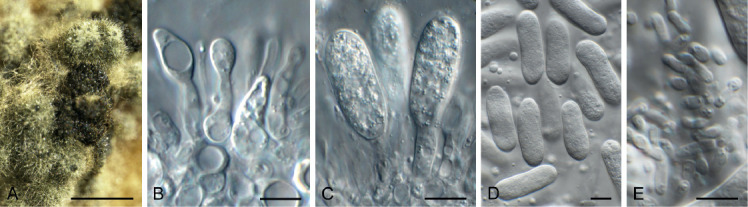 Fig. 34.