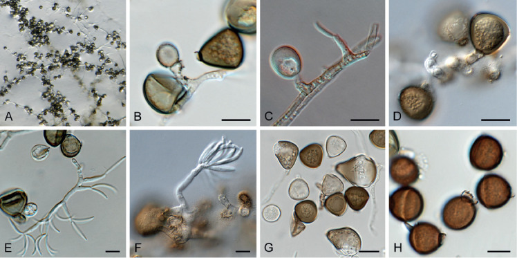 Fig. 9.