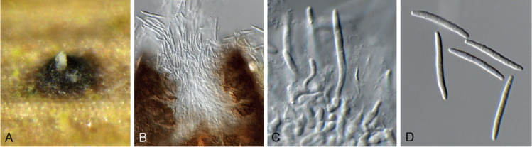 Fig. 29.