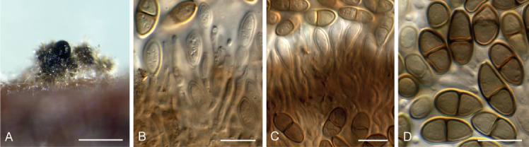 Fig. 60.