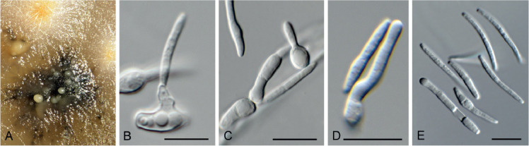 Fig. 67.