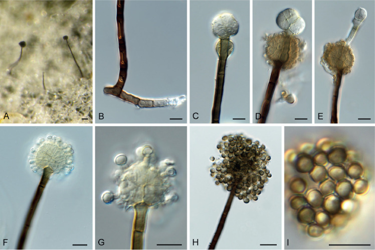 Fig. 74.