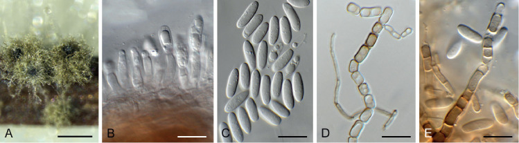Fig. 39.