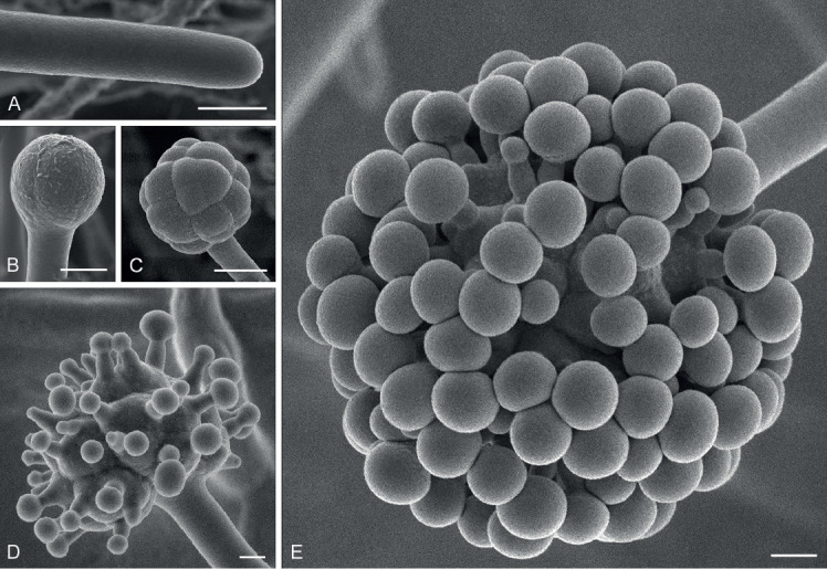 Fig. 75.