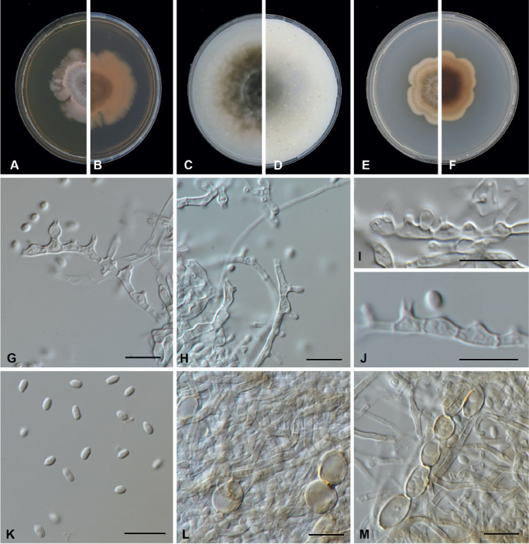 Fig. 22.