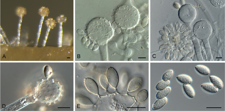 Fig. 53.