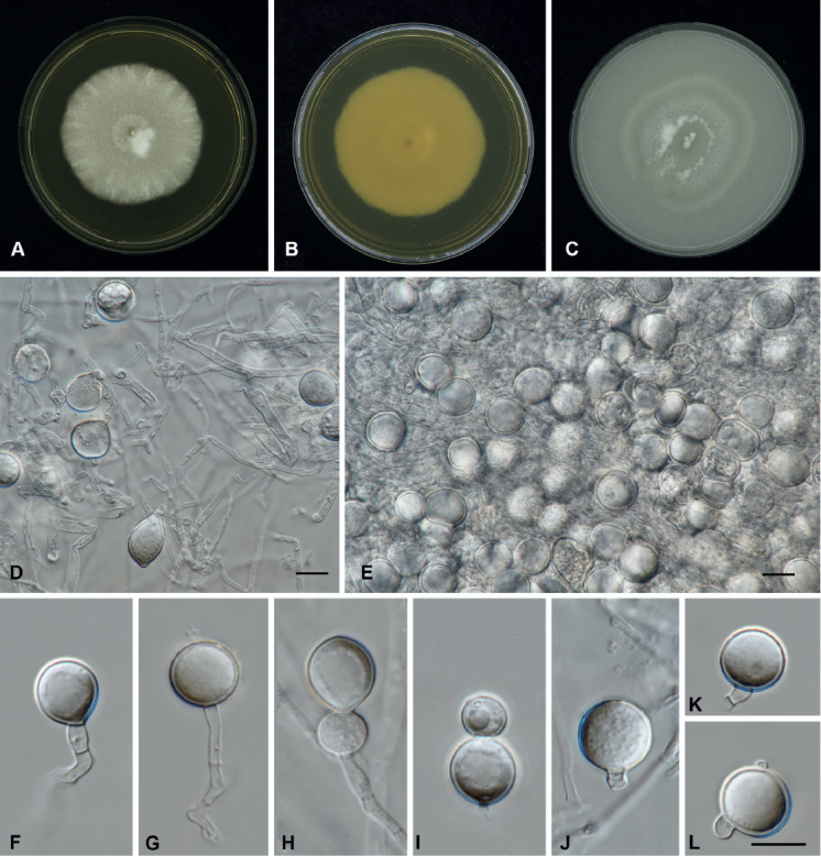 Fig. 31.