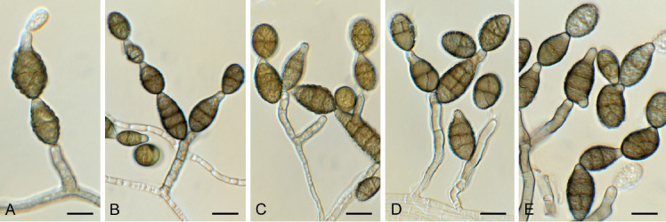 Fig. 7.