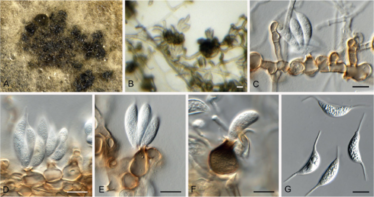 Fig. 32.