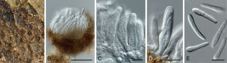 Fig. 36.
