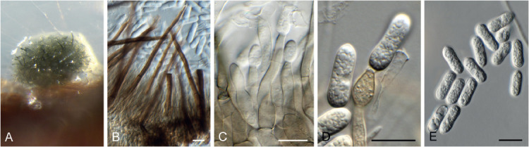 Fig. 21.
