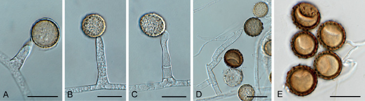 Fig. 28.