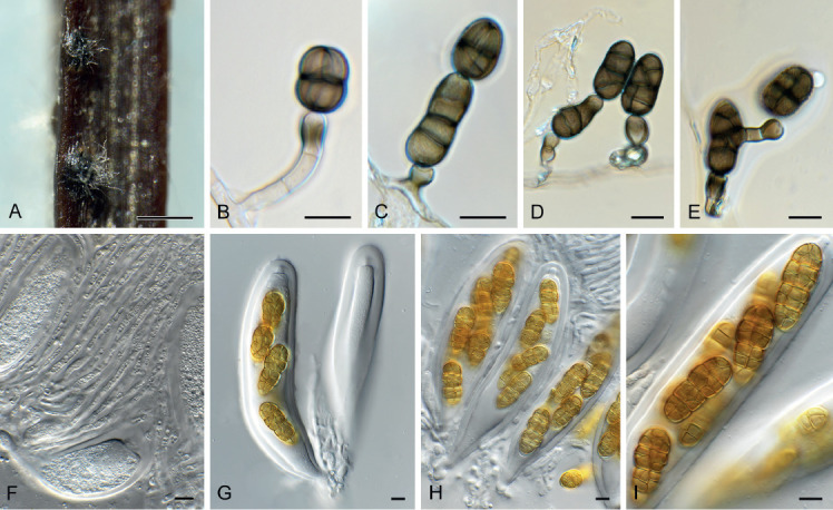 Fig. 70.
