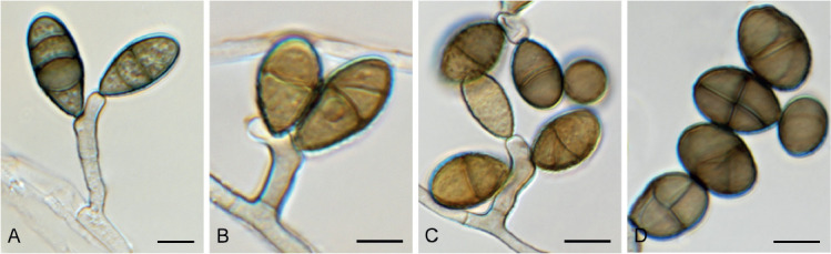 Fig. 8.