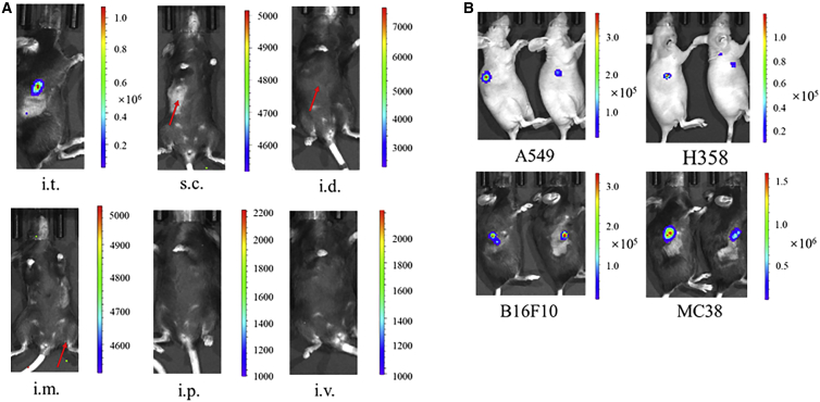 Figure 3