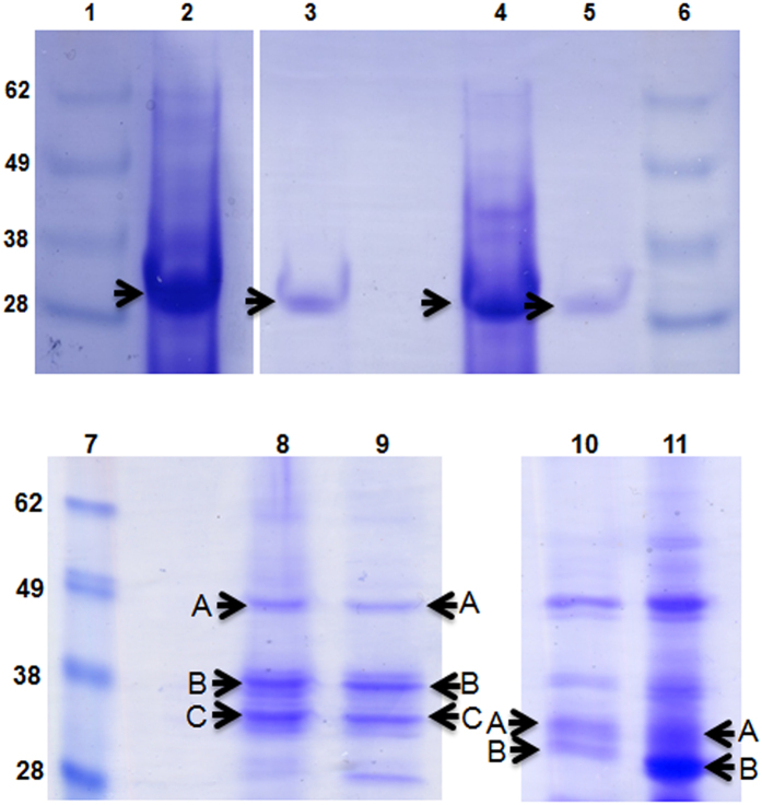 Figure 10