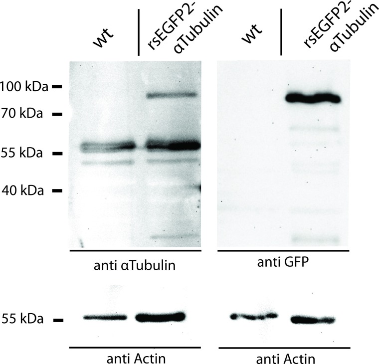 Figure 1—figure supplement 1.