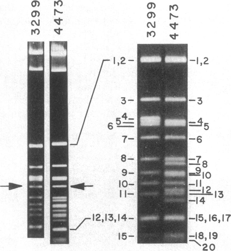 graphic file with name pnas00324-0272-a.jpg