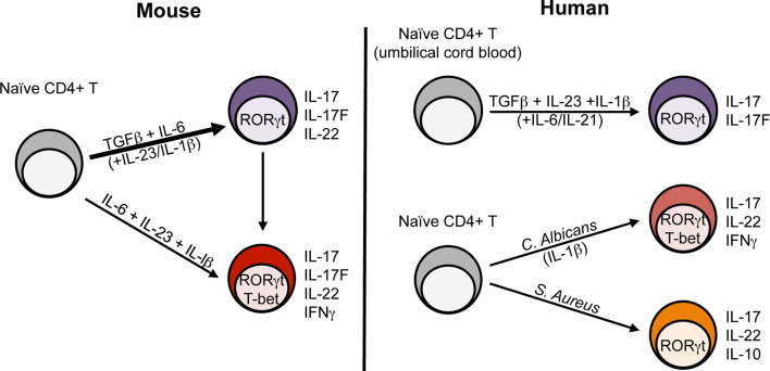 Fig. 2