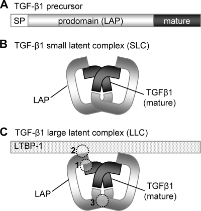 FIGURE 1.