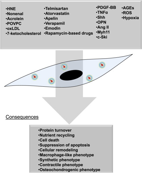 Fig. 4