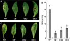 Fig. 11.