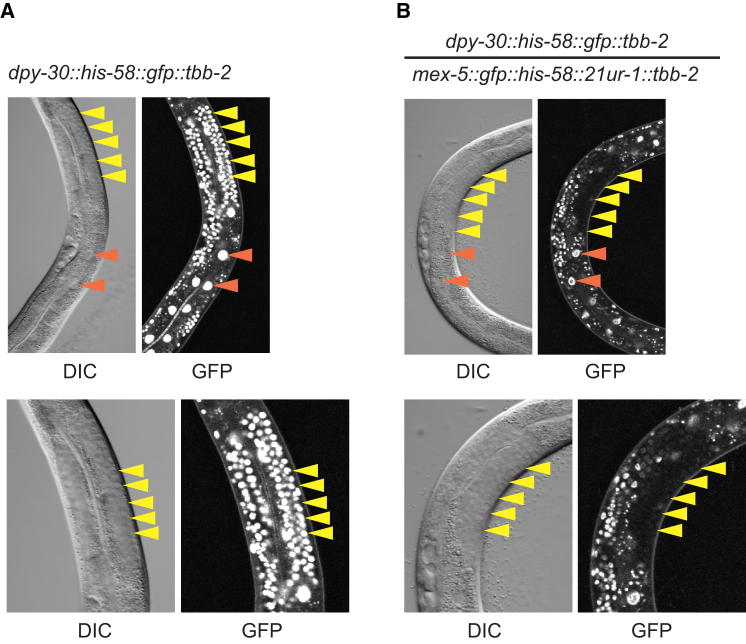 Figure 4