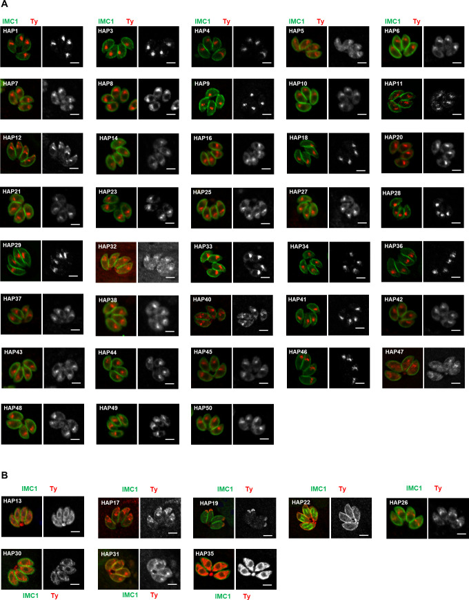 Figure 1—figure supplement 1.