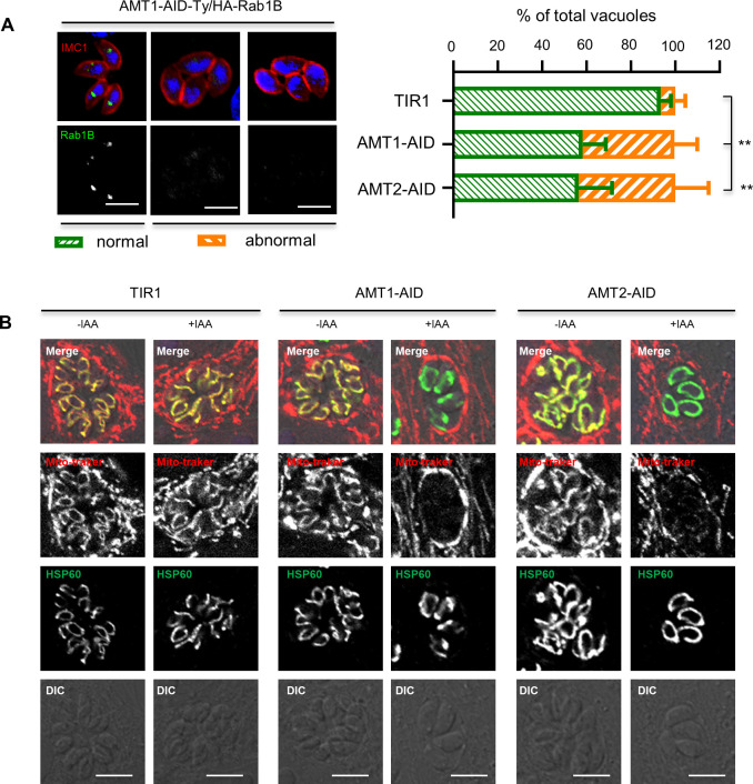 Figure 4—figure supplement 1.