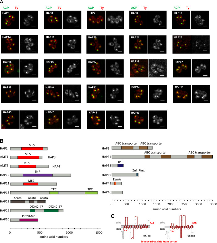 Figure 1—figure supplement 2.