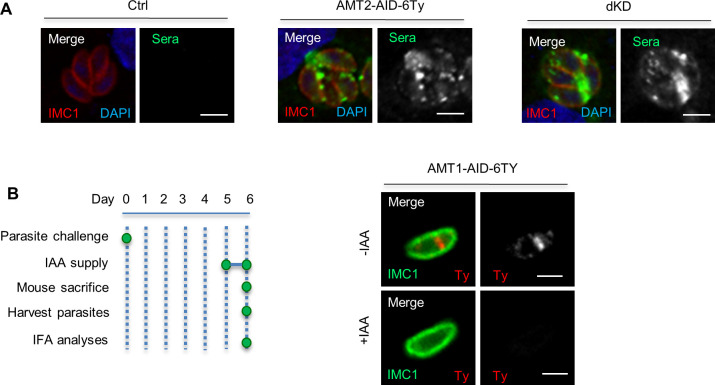 Figure 6—figure supplement 1.