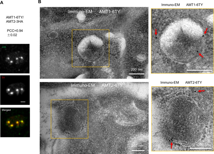 Figure 3—figure supplement 1.