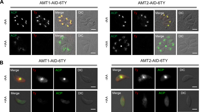 Figure 3—figure supplement 3.