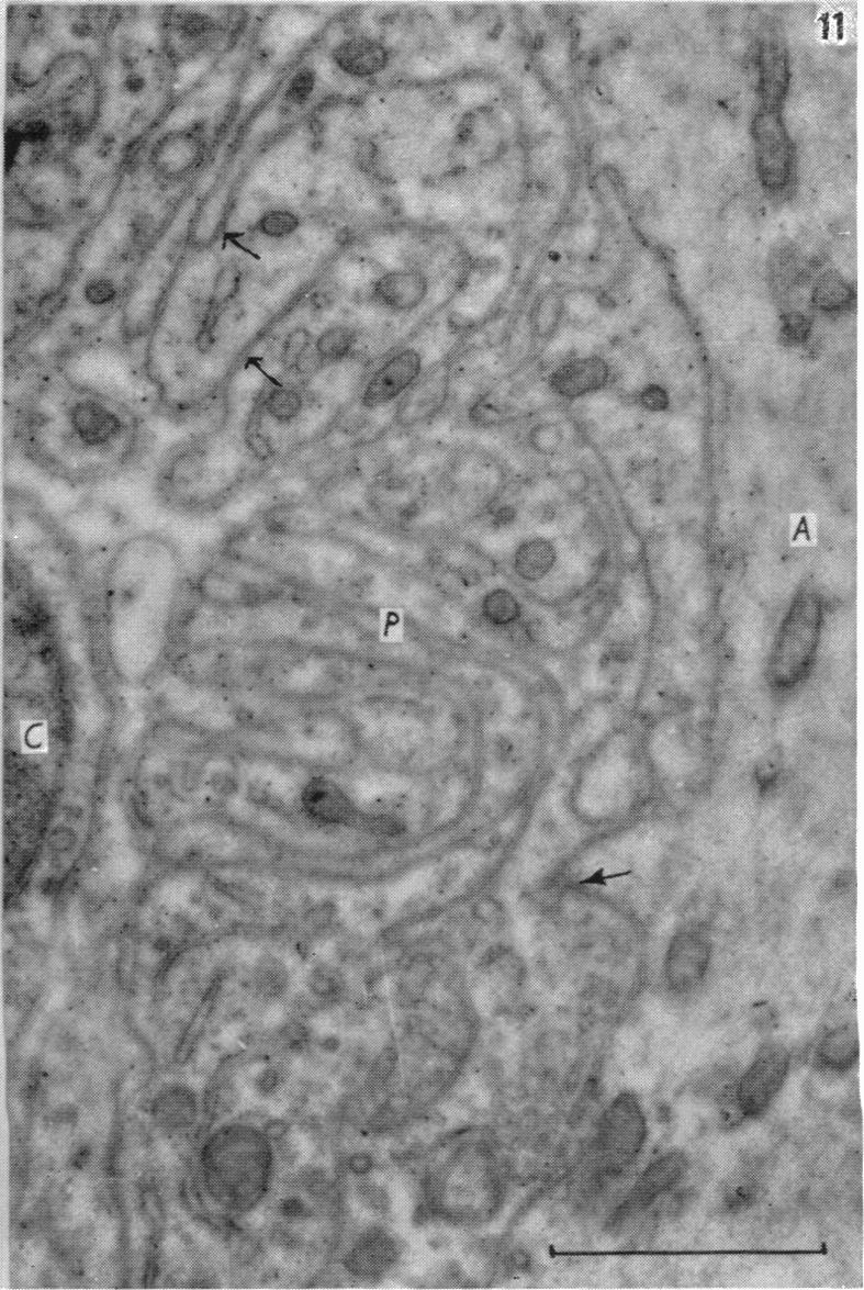 Fig. 11