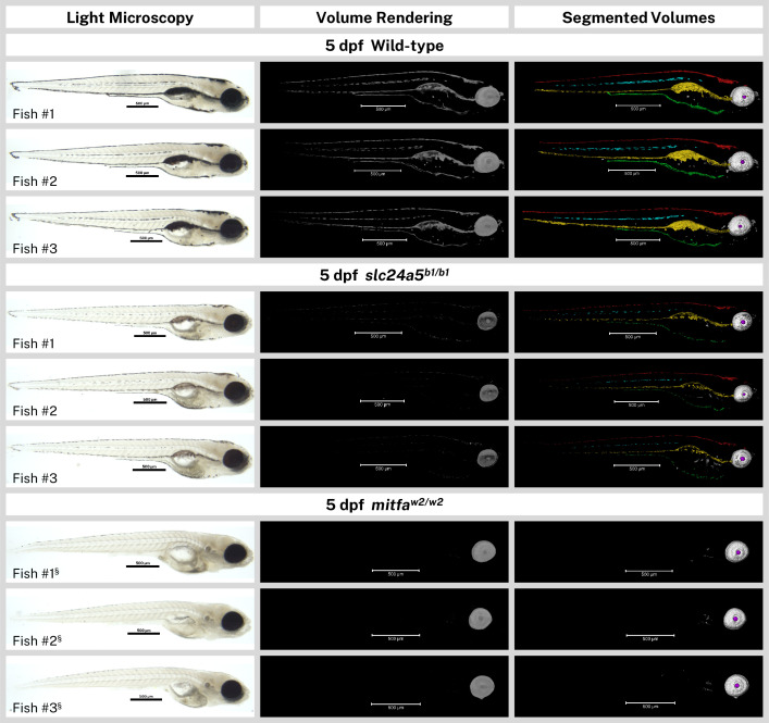 Figure 4—figure supplement 1.