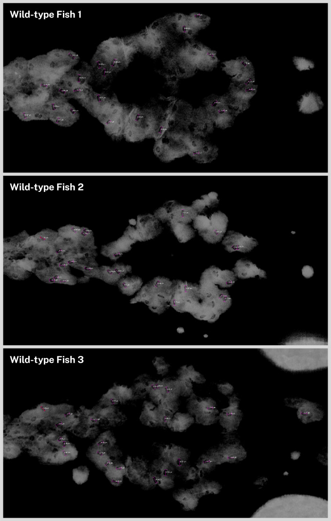 Figure 2—figure supplement 1.