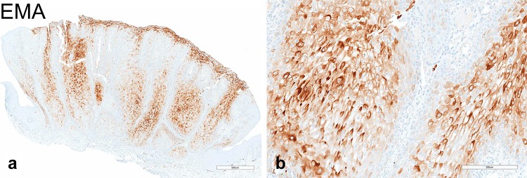 Fig. 5