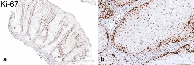 Fig. 7