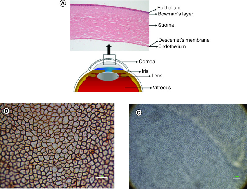 Figure 1. 